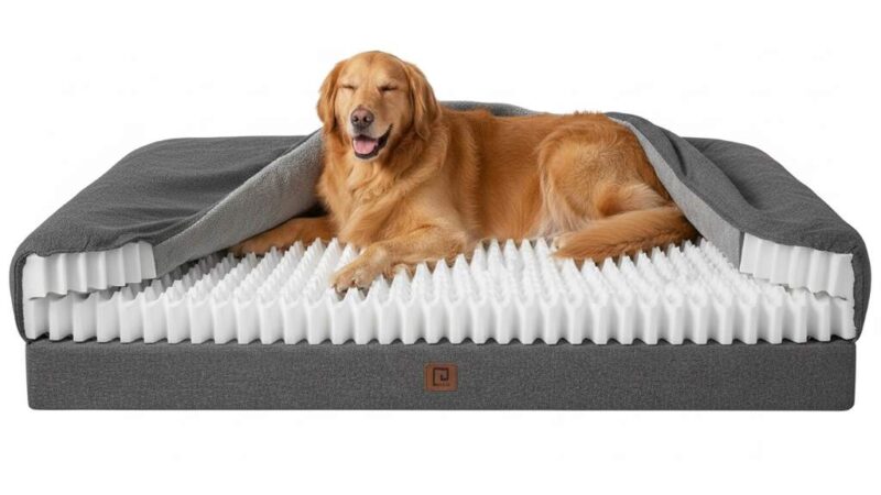 Supportive egg-crate foam interior of EHEYCIGA pet couch bed relieving joint pressure in big pups